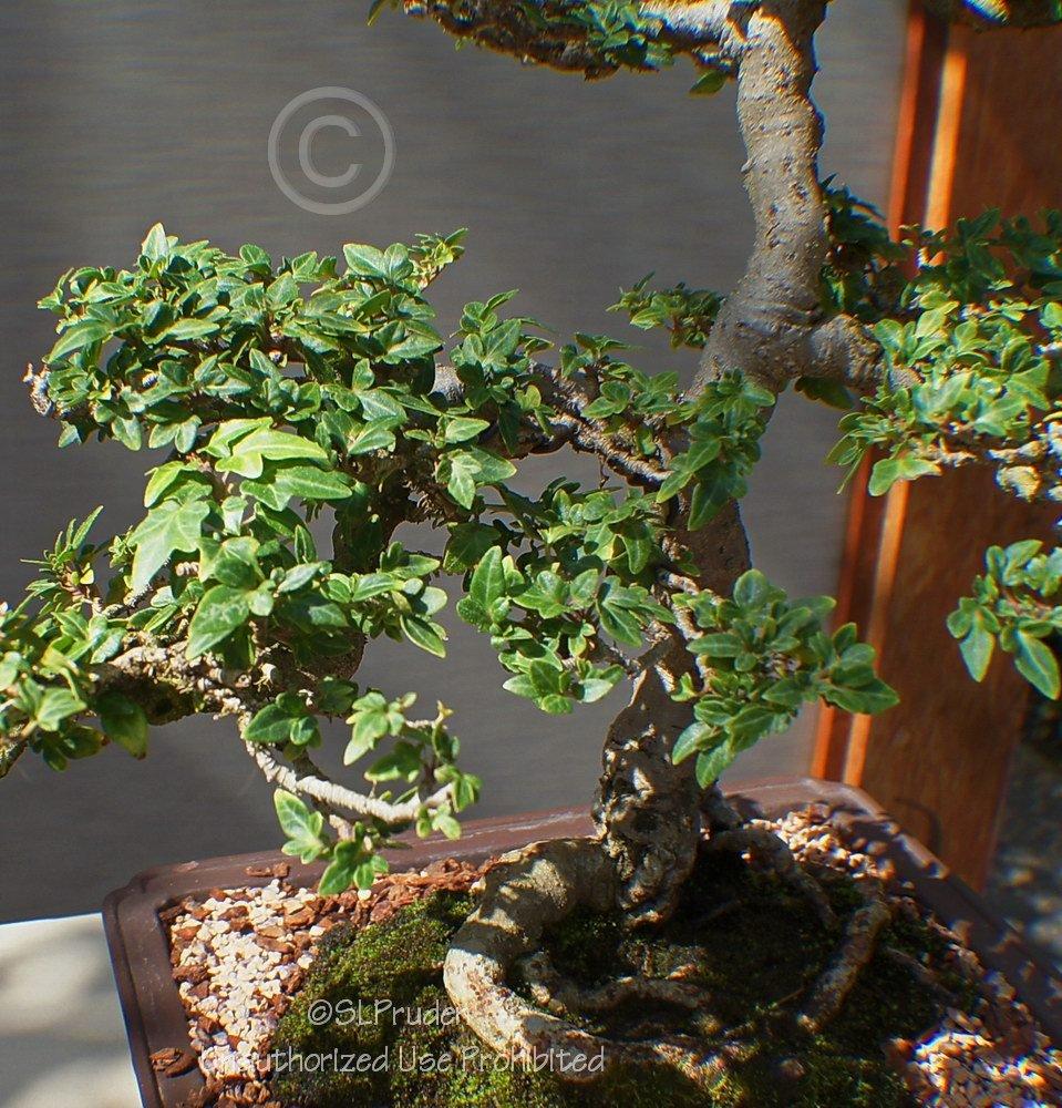Photo of English Ivy (Hedera helix) uploaded by DaylilySLP
