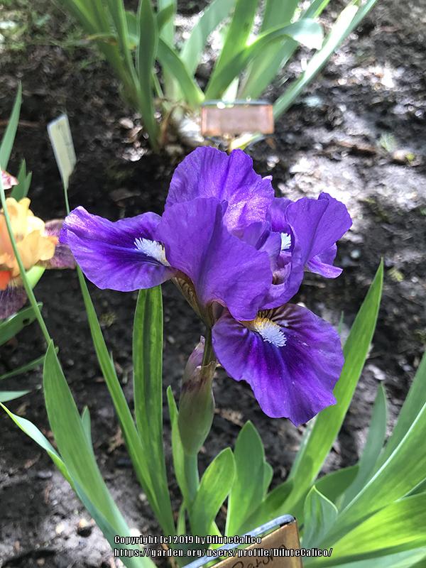 Photo of Standard Dwarf Bearded Iris (Iris 'Wizard's Return') uploaded by DiluteCalico