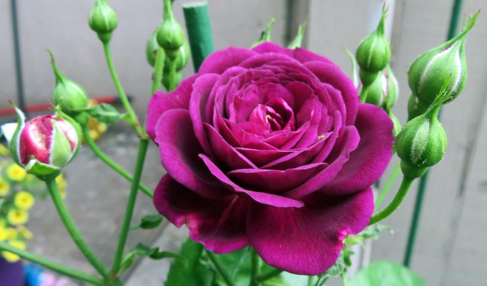 Photo of Rose (Rosa 'Ebb Tide') uploaded by JulieB