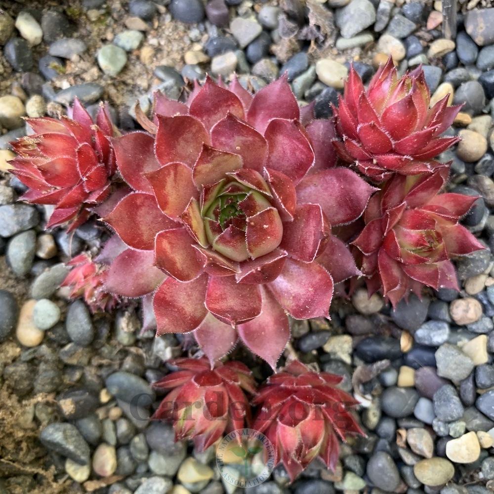 Photo of Hens and Chicks (Sempervivum 'Pacific Sonata') uploaded by Patty