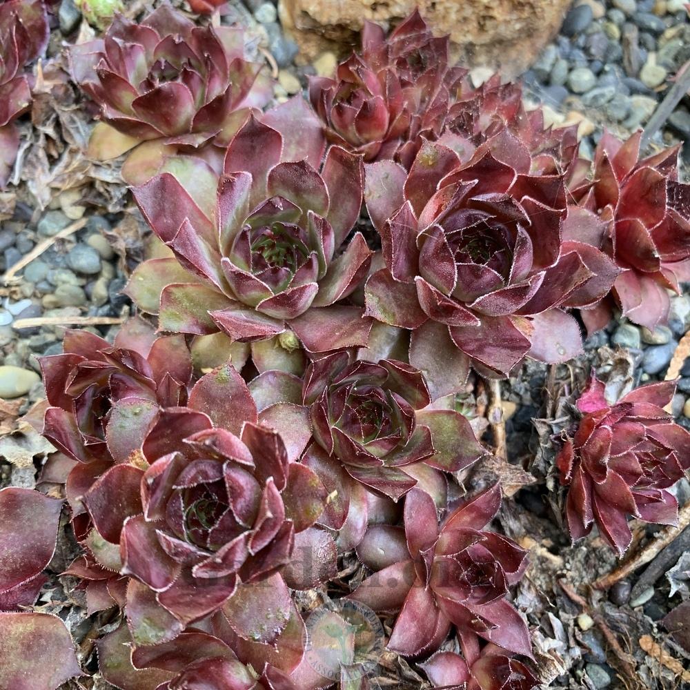 Photo of Hen and Chicks (Sempervivum 'Adeltruid') uploaded by Patty