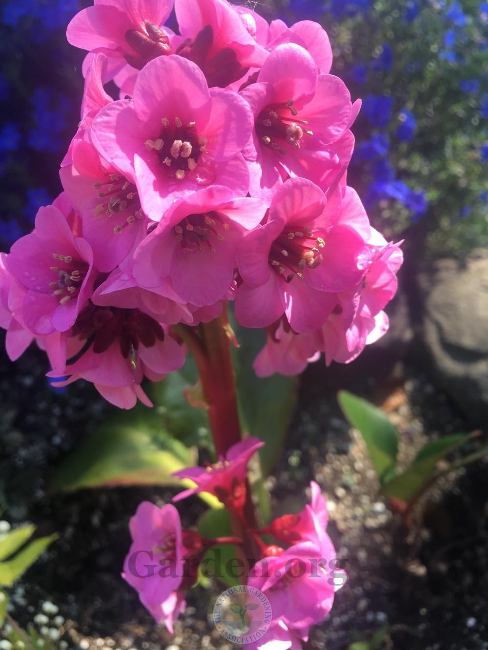 Photo of Pigsqueak (Bergenia 'Spring Fling') uploaded by springcolor