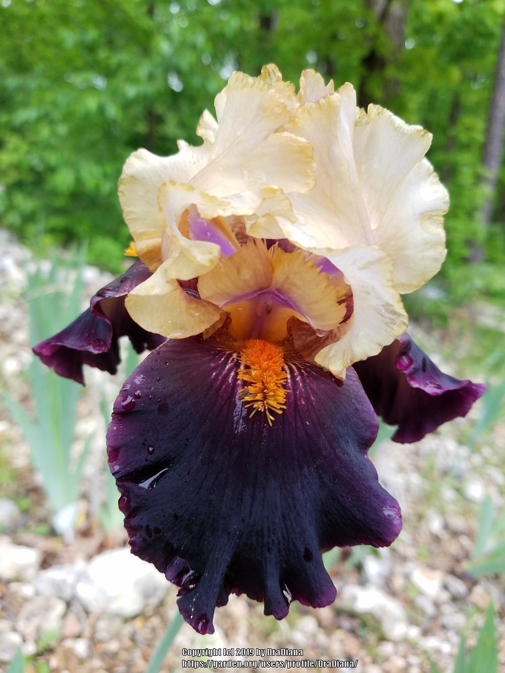 Photo of Tall Bearded Iris (Iris 'Secret Service') uploaded by DraDiana