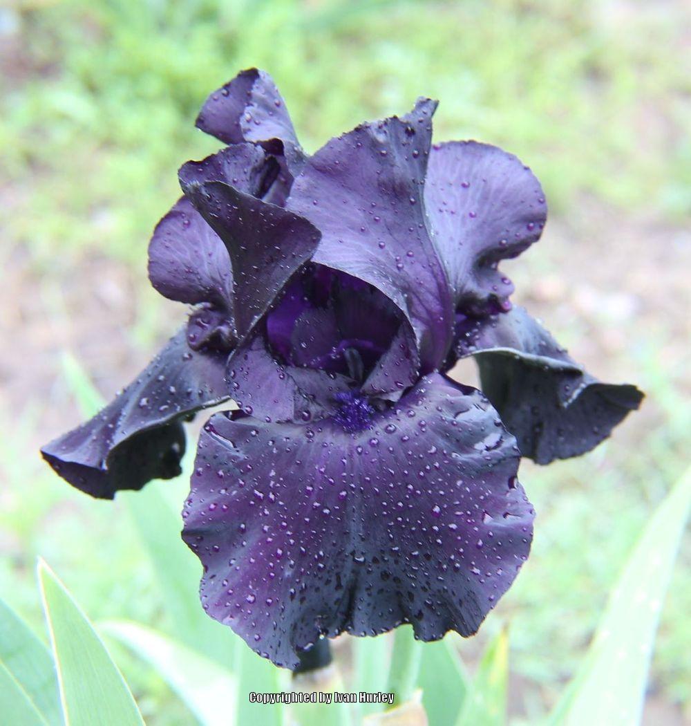 Photo of Tall Bearded Iris (Iris 'Black Suited') uploaded by Ivan_N_Tx