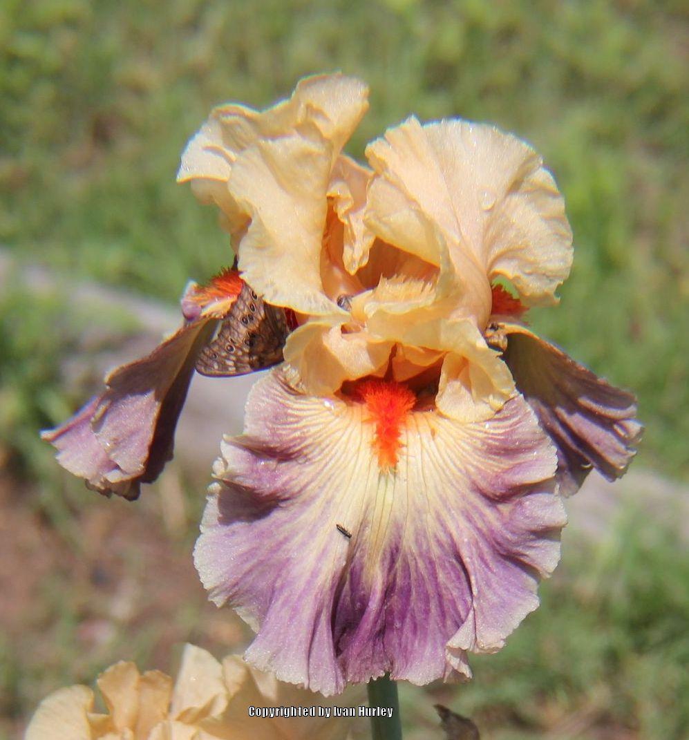 Photo of Tall Bearded Iris (Iris 'Undercurrent') uploaded by Ivan_N_Tx