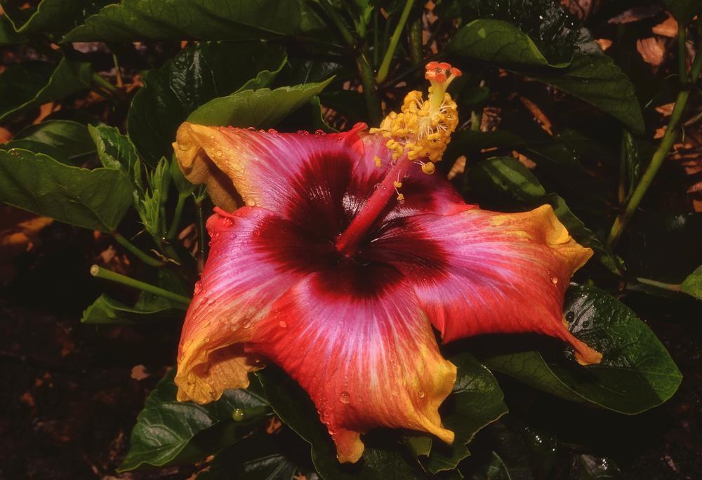 Photo of Hibiscus uploaded by dawiz1753