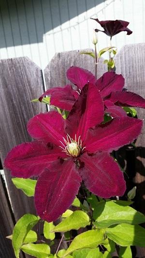 Photo of Clematis 'Niobe' uploaded by flowerpower35