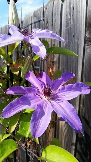 Photo of Clematis 'Blue Ravine' uploaded by flowerpower35