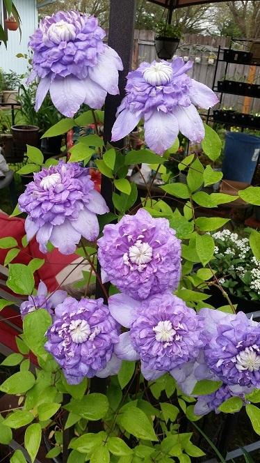 Photo of Clematis Blue Light™ uploaded by flowerpower35
