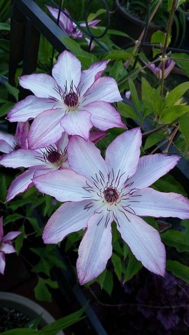 Photo of Clematis 'Omoshiro' uploaded by flowerpower35