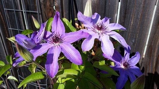 Photo of Clematis 'Blue Ravine' uploaded by flowerpower35