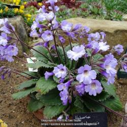 Location: RHS Harlow Carr alpine house, Yorkshire
Date: 2019-05-04