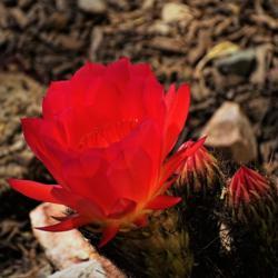 Location: South Bella Vista Drive, Tucson, Arizona
Date: 2019-05-08
Fluorescing hedgehog cactus bloom - short wavelength invisable li