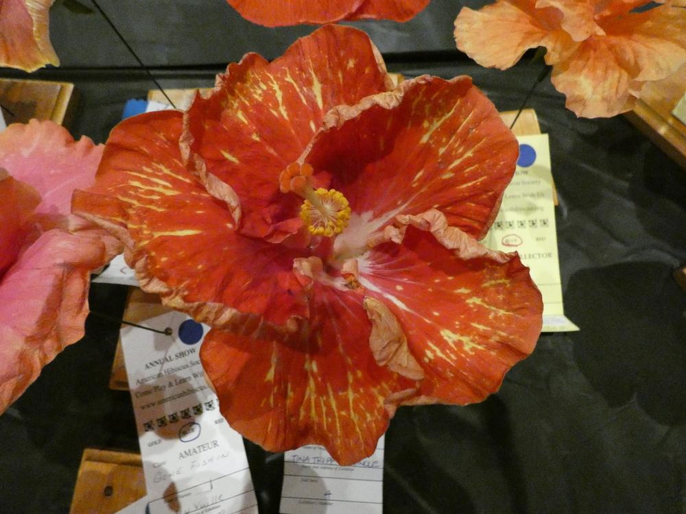 Photo of Tropical Hibiscus (Hibiscus rosa-sinensis 'Sun Showers') uploaded by mellielong
