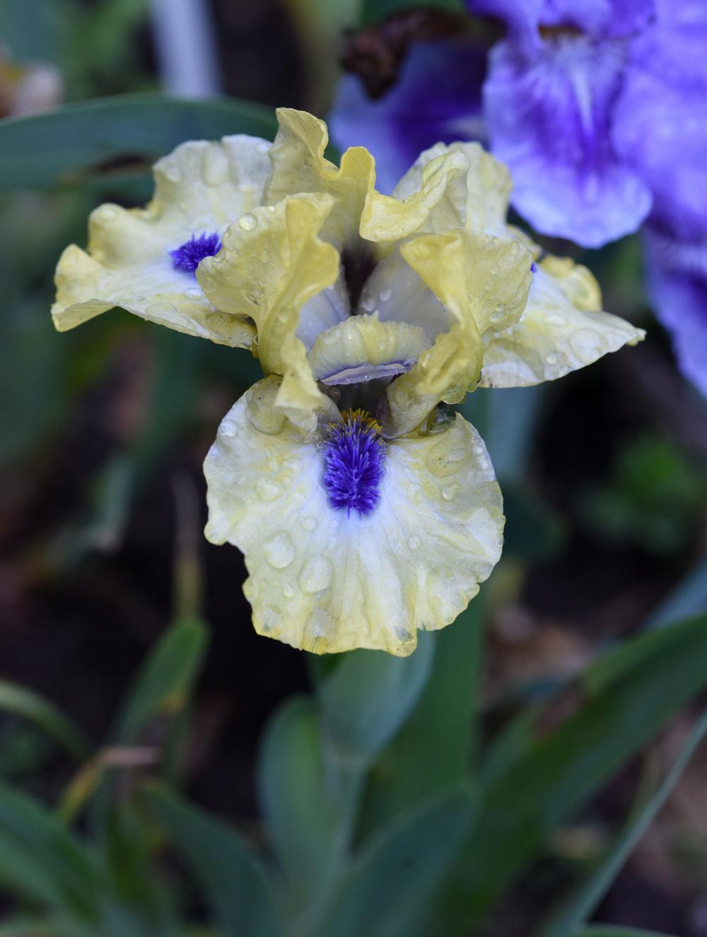 Photo of Standard Dwarf Bearded Iris (Iris 'Experiment') uploaded by cliftoncat