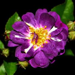 Location: Botanical Gardens of the State of Georgia...Athens, Ga
Date: 2019-05-08
Blue Rambler Rose 001