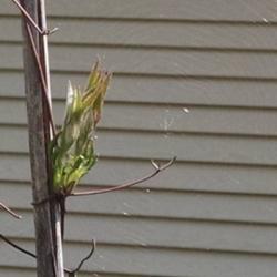 Location: Athol, MA
Date: 2019-04-29
Emerging growth and SPIDER WEB!!