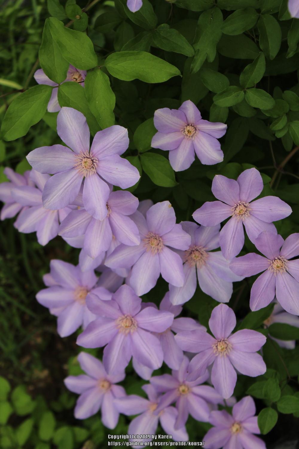 Photo of Clematis Sugar-Sweet Lilac™ uploaded by kousa