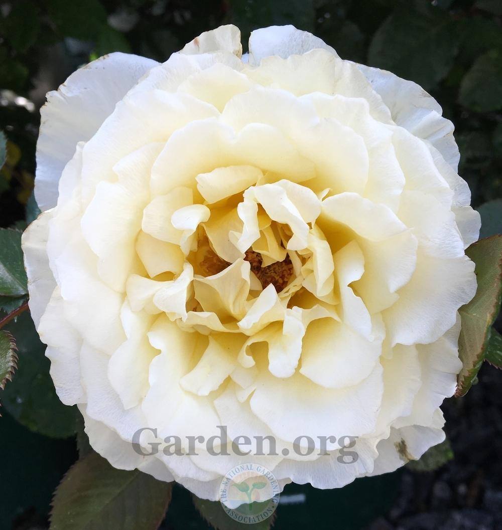 Photo of Rose (Rosa 'White Licorice') uploaded by BlueOddish