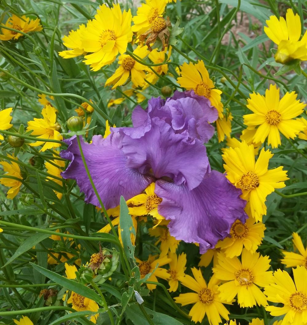 Photo of Tall Bearded Iris (Iris 'Rhinelander') uploaded by FAIRYROSE
