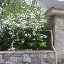 Location: Downingtown, Pennsylvania
Date: 2019-05-10
full-grown shrub in bloom
