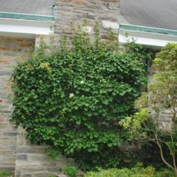 Location: Ambler, Pennsylvania
Date: 2017-06-14
full-grown vine on stone walls