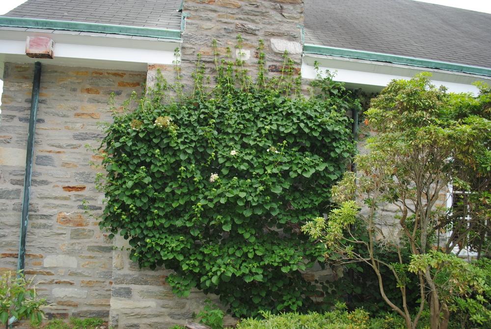 Photo of Climbing Hydrangea (Hydrangea anomala subsp. petiolaris) uploaded by ILPARW