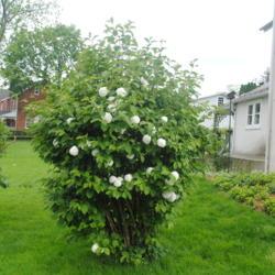 Location: Downingtown, Pennsylvania
Date: 2019-05-10
younger, maturing shrub in bloom