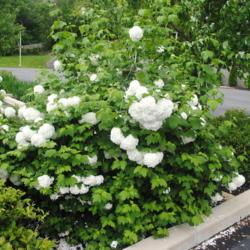 Location: Downingtown, Pennsylvania
Date: 2019-05-10
shrub in bloom