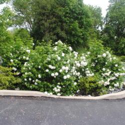 Location: Downingtown, Pennsylvania
Date: 2019-05-10
three shrubs in parking lot island