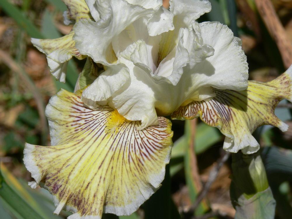 Photo of Tall Bearded Iris (Iris 'Spring Madness') uploaded by janwax