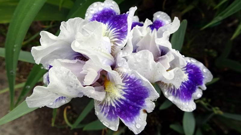 Photo of Standard Dwarf Bearded Iris (Iris 'Riveting') uploaded by Orsola
