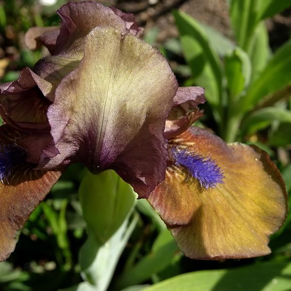 Photo of Standard Dwarf Bearded Iris (Iris 'Hocus Pocus') uploaded by Orsola