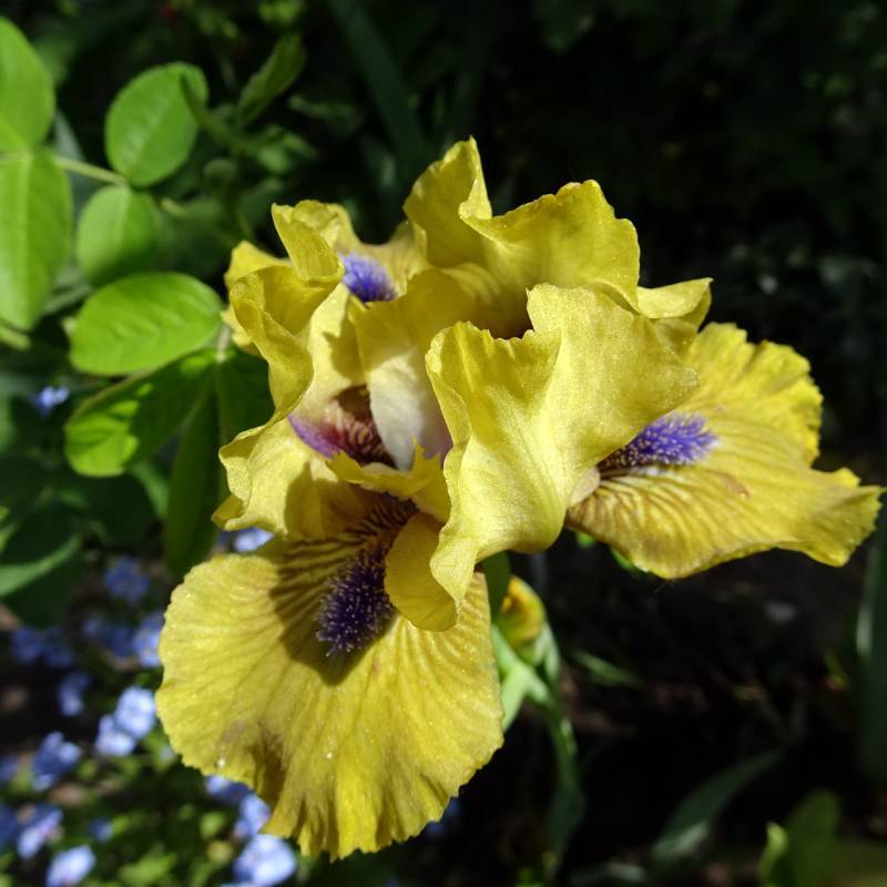 Photo of Standard Dwarf Bearded Iris (Iris 'Killarney Green') uploaded by Orsola