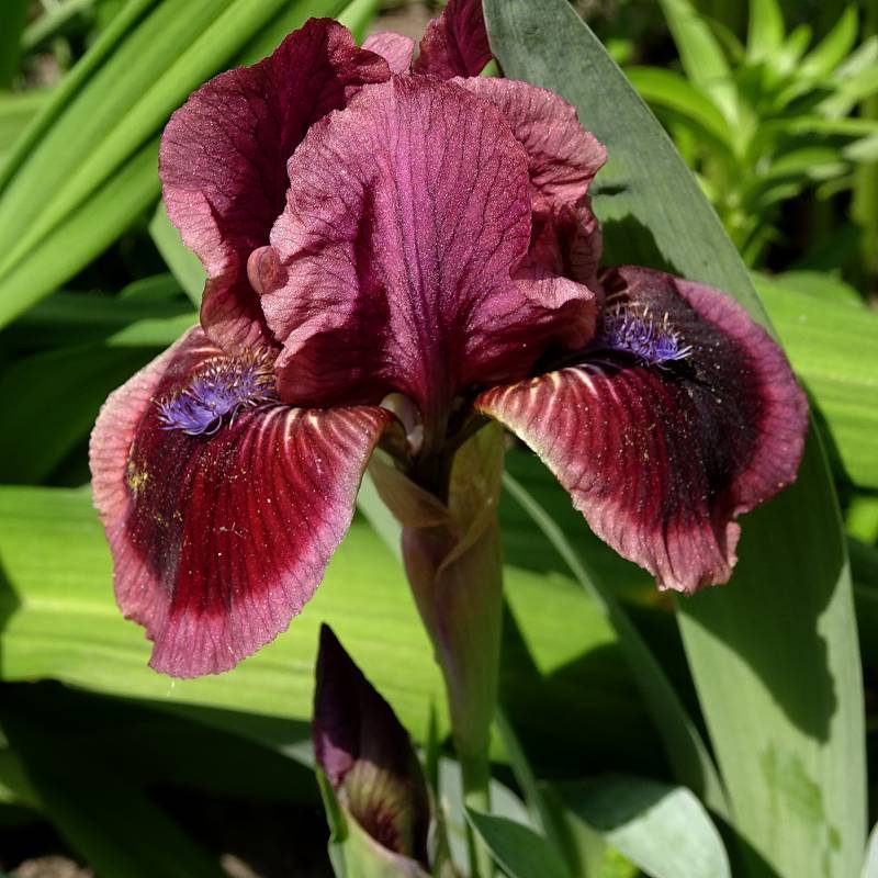 Photo of Standard Dwarf Bearded Iris (Iris 'Cat's Eye') uploaded by Orsola