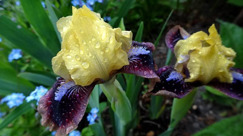 Photo of Standard Dwarf Bearded Iris (Iris 'Being Busy') uploaded by Orsola