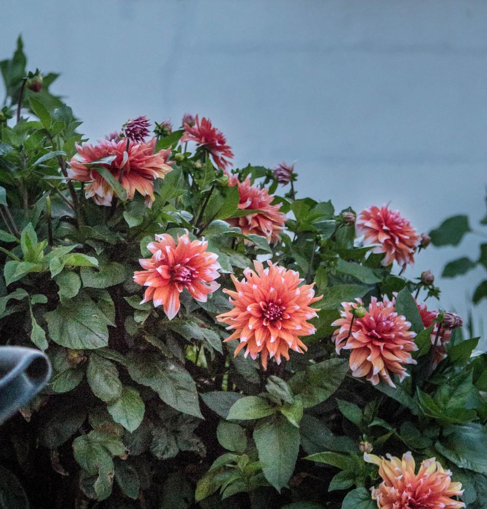 Photo of Dahlia 'Color Spectacle' uploaded by baeGarden