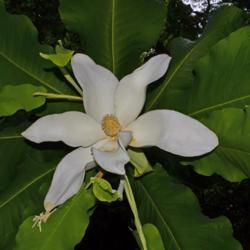 Location: Botanical Gardens of the State of Georgia...Athens, Ga
Date: 2019-05-08
Bigleaf Magnolia - Magnolia macrophylla 001