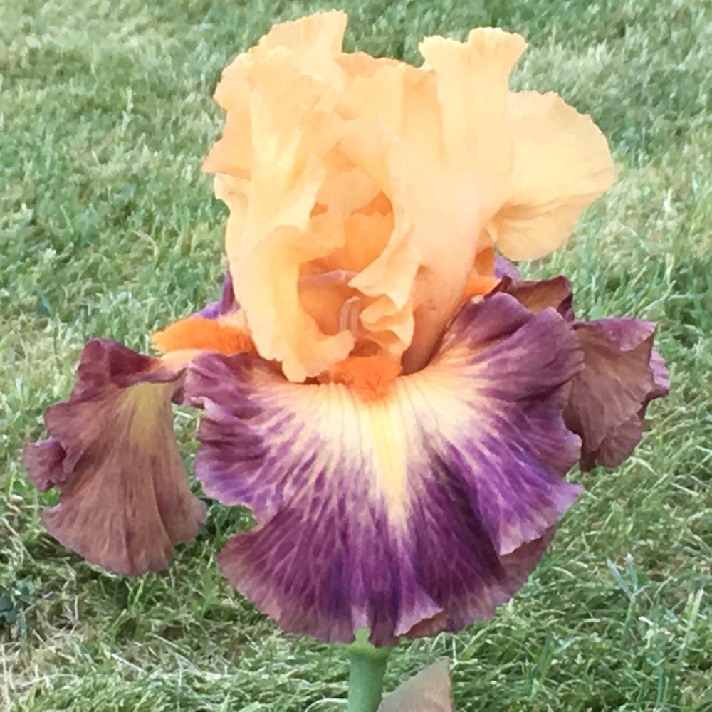 Photo of Tall Bearded Iris (Iris 'Brazilian Art') uploaded by lilpod13
