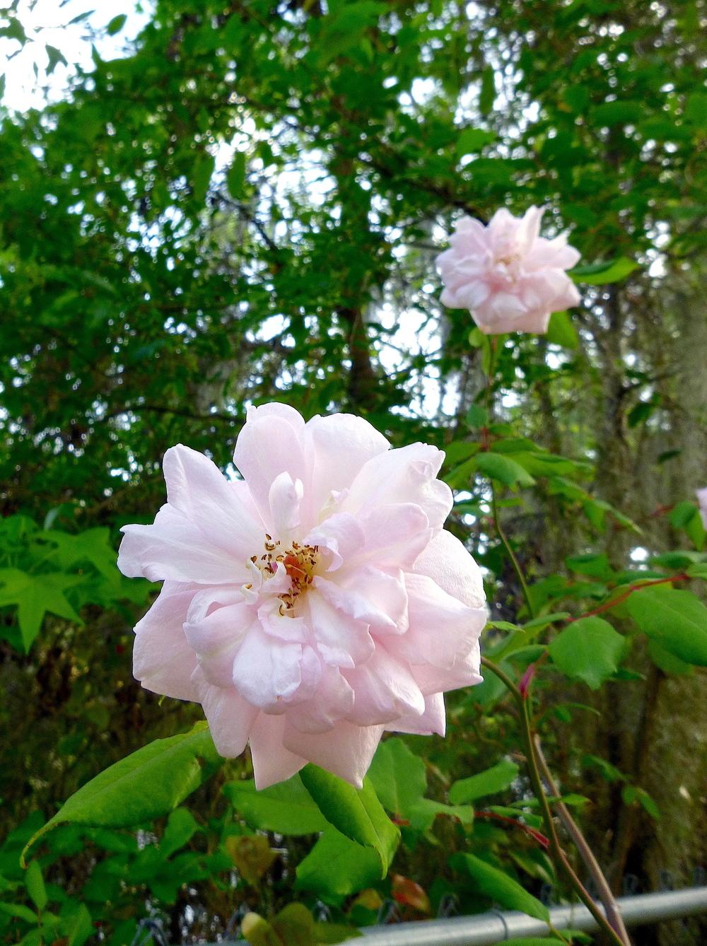 Photo of Climbing Polyantha Rose (Rosa 'Cecile Brunner, Cl.') uploaded by scvirginia