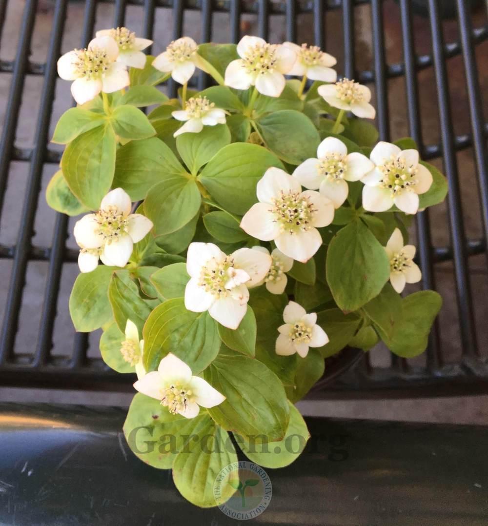 Photo of Bunchberry (Cornus canadensis) uploaded by BlueOddish