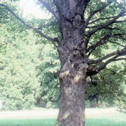 Location: Morton Arboretum in Lisle, Illinois
Date: summer in 1984
full-grown tree's trunk