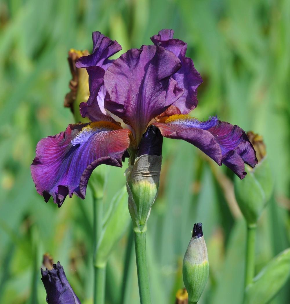 Photo of Tall Bearded Iris (Iris 'Mescalero Chief') uploaded by LewEm