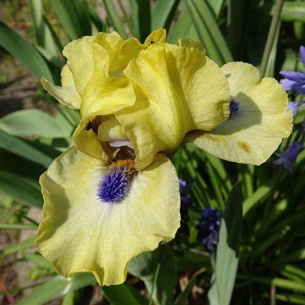 Photo of Standard Dwarf Bearded Iris (Iris 'Experiment') uploaded by Orsola
