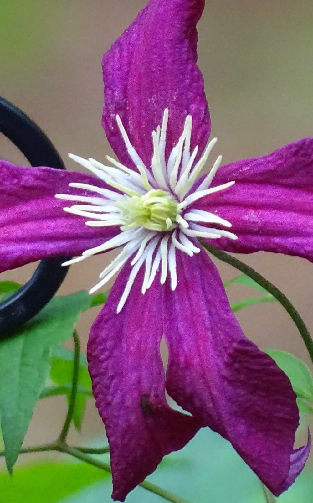 Photo of Clematis (Clematis viticella 'Madame Julia Correvon') uploaded by Sheridragonfly