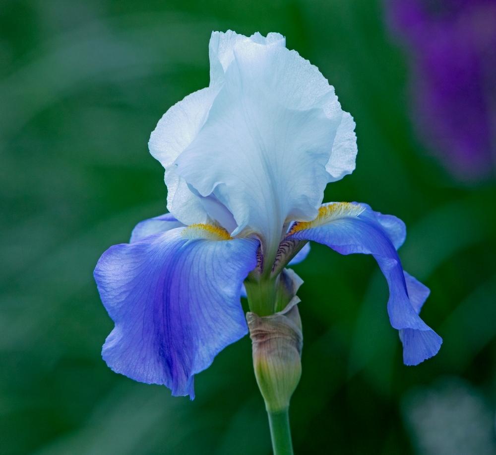 Photo of Tall Bearded Iris (Iris 'Whole Cloth') uploaded by evermorelawnless