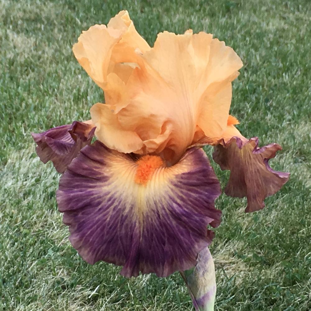 Photo of Tall Bearded Iris (Iris 'Brazilian Art') uploaded by lilpod13