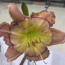 Location: Daylily show
Date: 2019-05-11