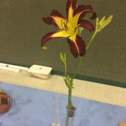 Location: Daylily show 
Date: 2019-05-11