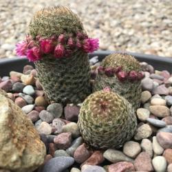 Location: San Clemente
Date: 2019-05-11
Thumb Cactus
